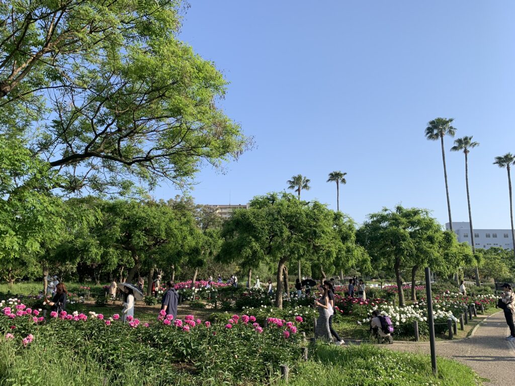 『長居植物園』のシャクヤク園で咲き乱れる芍薬（2024年5月4日）