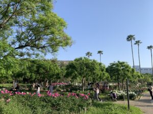 『長居植物園』のシャクヤク園で咲き乱れる芍薬（2024年5月4日）