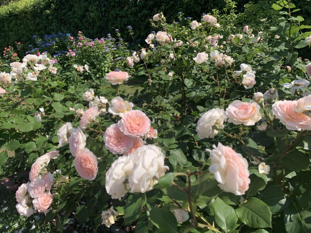 『浜寺公園』「まちの景」の薔薇「メルヘンツァウバー」(2026年6月1日)