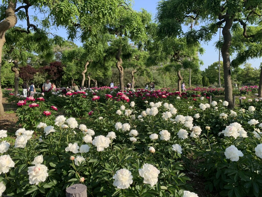 『長居植物園』のシャクヤク園で咲き乱れる芍薬（2024年5月4日）