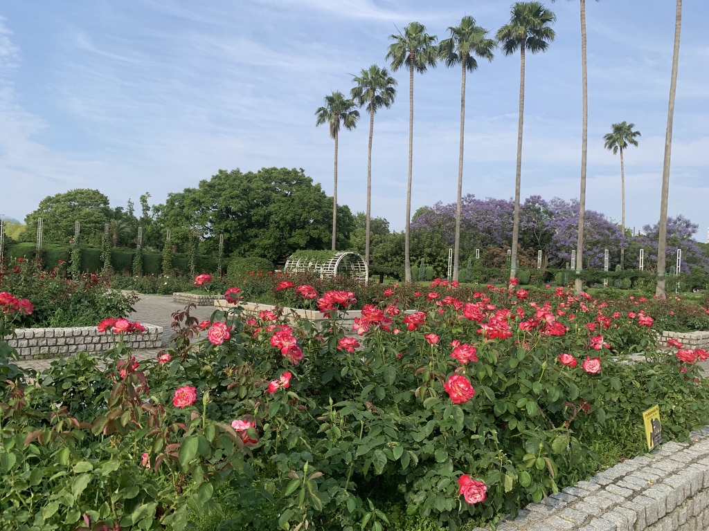 『長居植物園』に咲き誇る薔薇（バラ）たち（2026年6月11日）