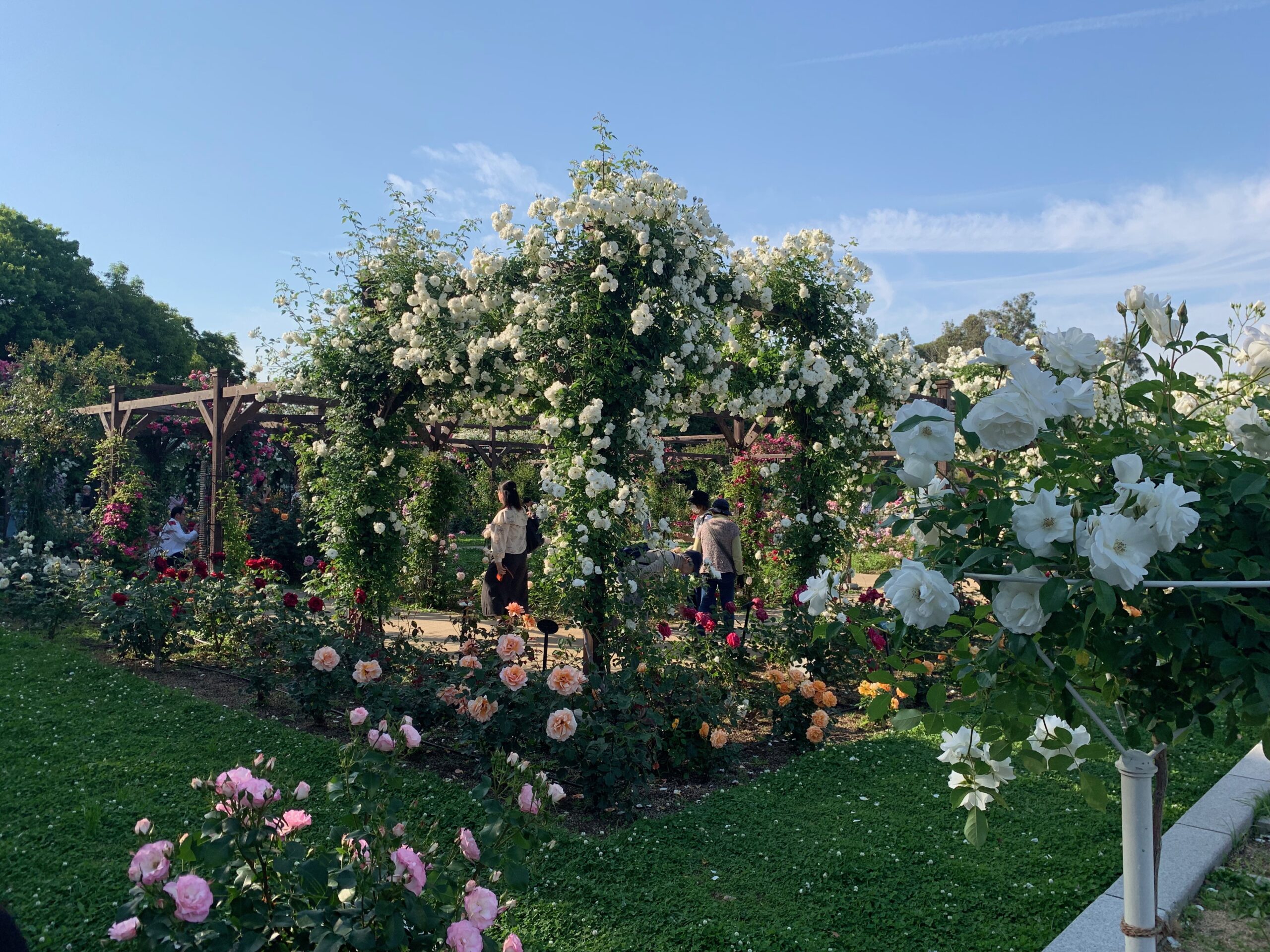 『長居植物園』 バラ園 薔薇 バラの回廊2023年5月10日