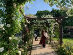 長居植物園 バラ園 薔薇 2023年5月10日