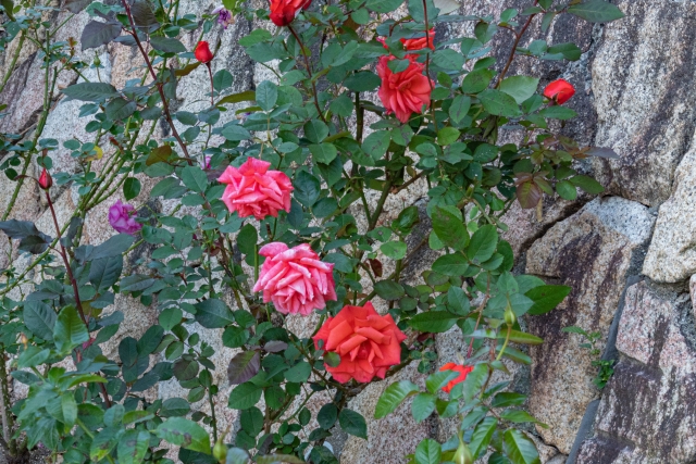神戸布引ハーブ園 バラ園　薔薇