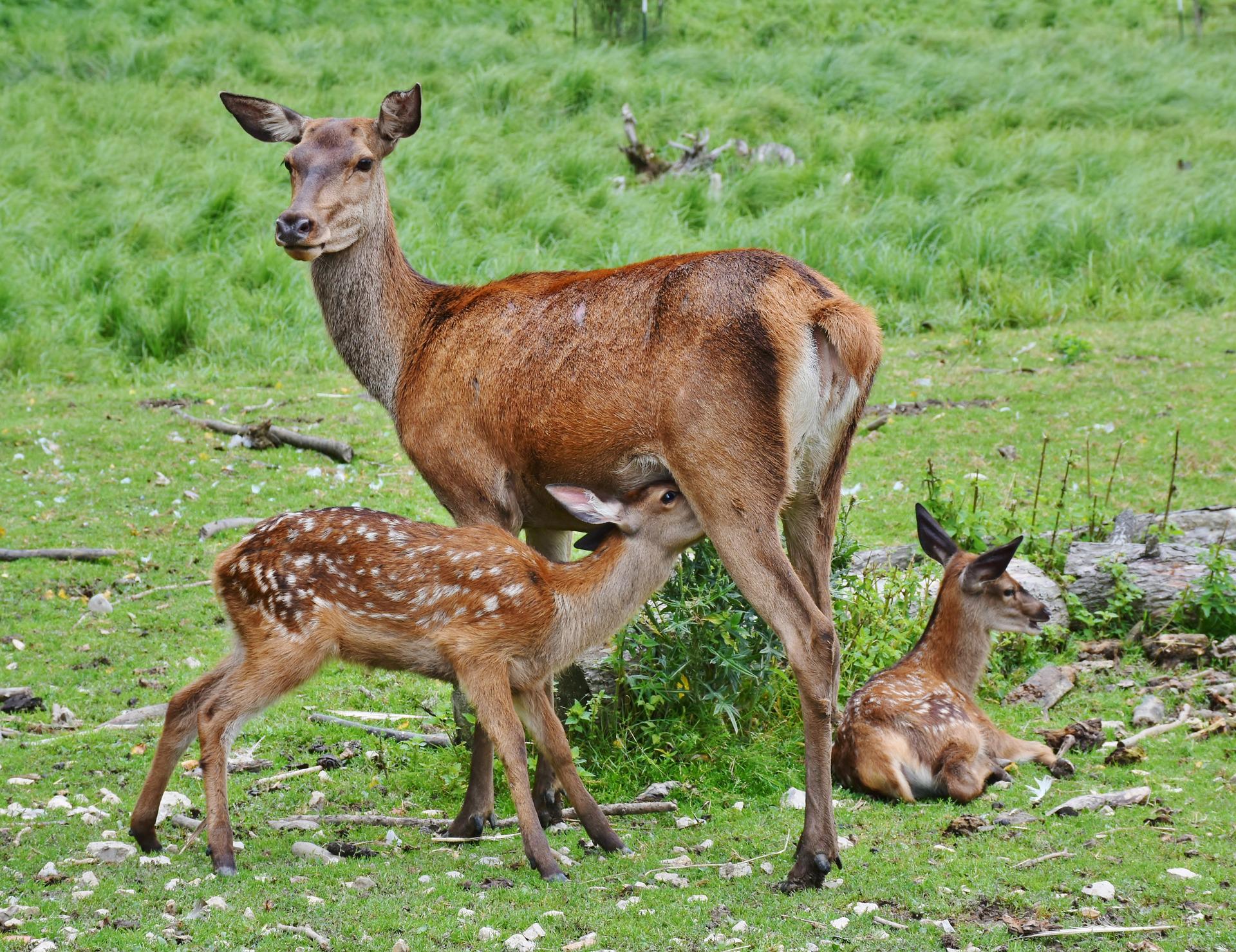鹿の赤ちゃん　フリー素材　Pixabay