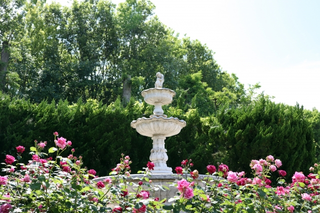 蜻蛉池公園 バラ園 薔薇