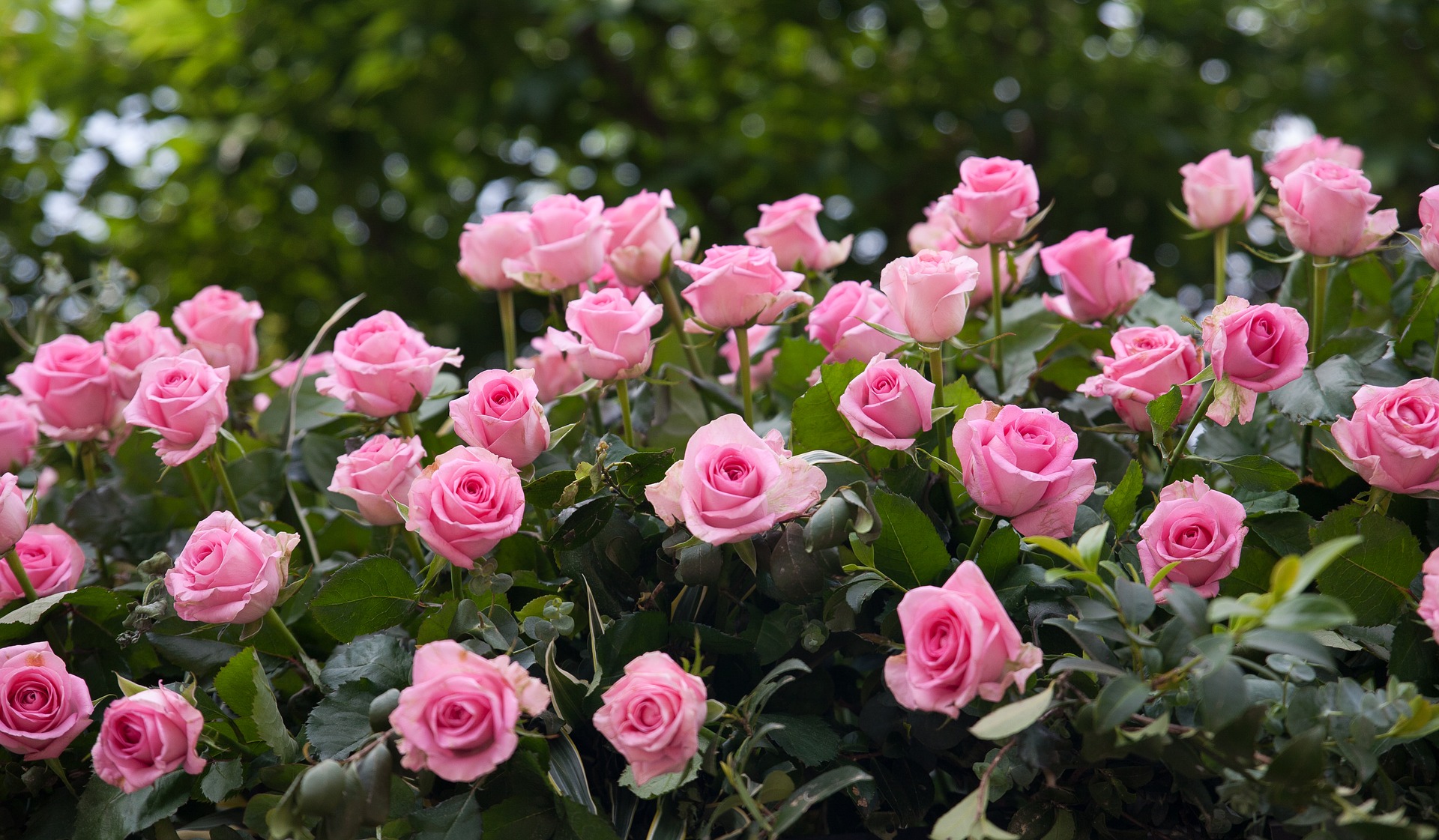 薔薇　フリー素材　Pixabay