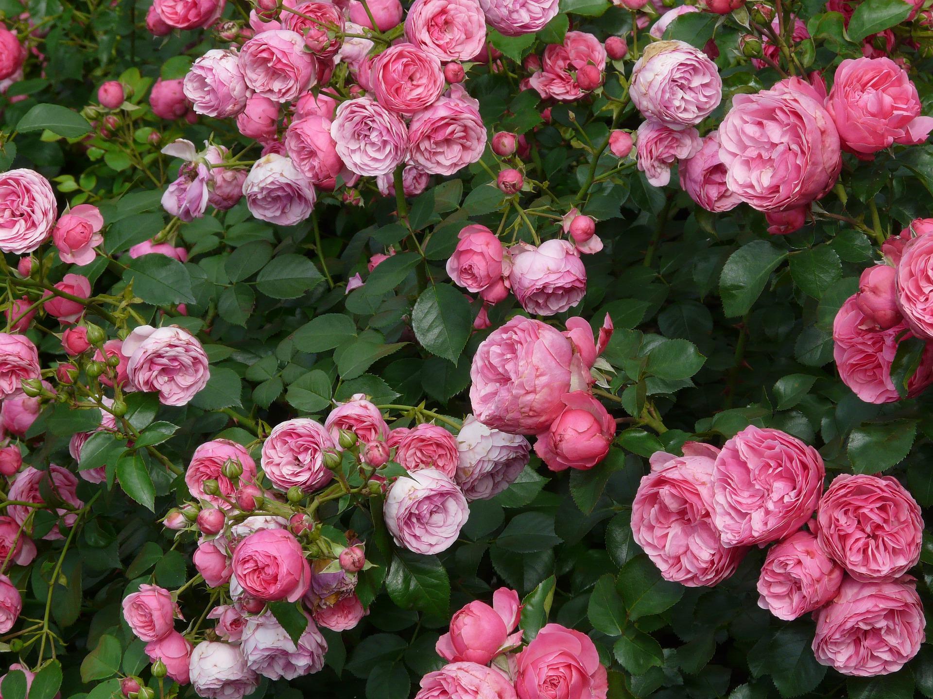 薔薇　バラ　フリー素材　Pixabay