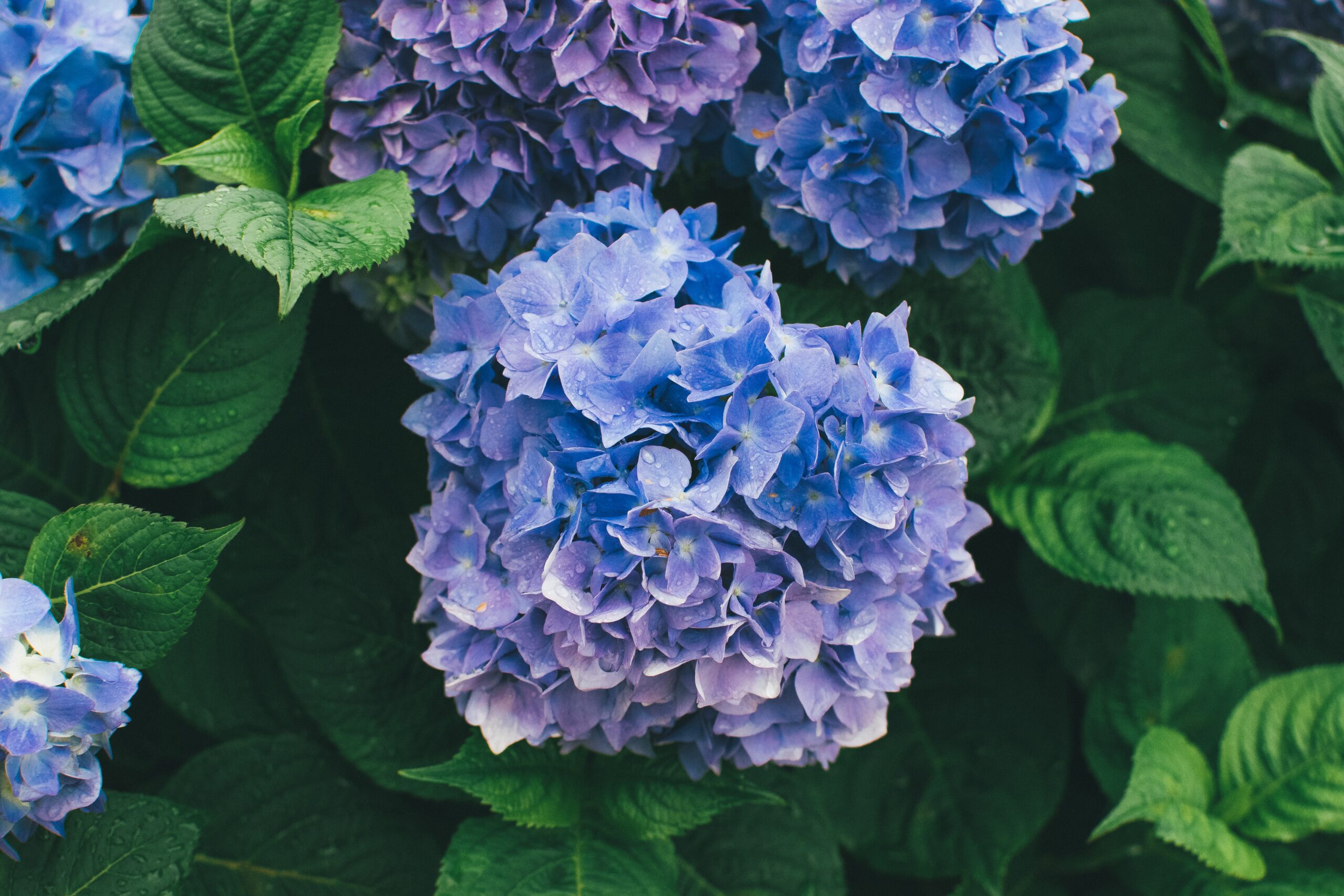 イベント 22年 勝尾寺はダルマで有名ですが 紫陽花が見頃です 水辺に咲く紫陽花が綺麗だよ 祈りログ 神社仏閣 御朱印 映画