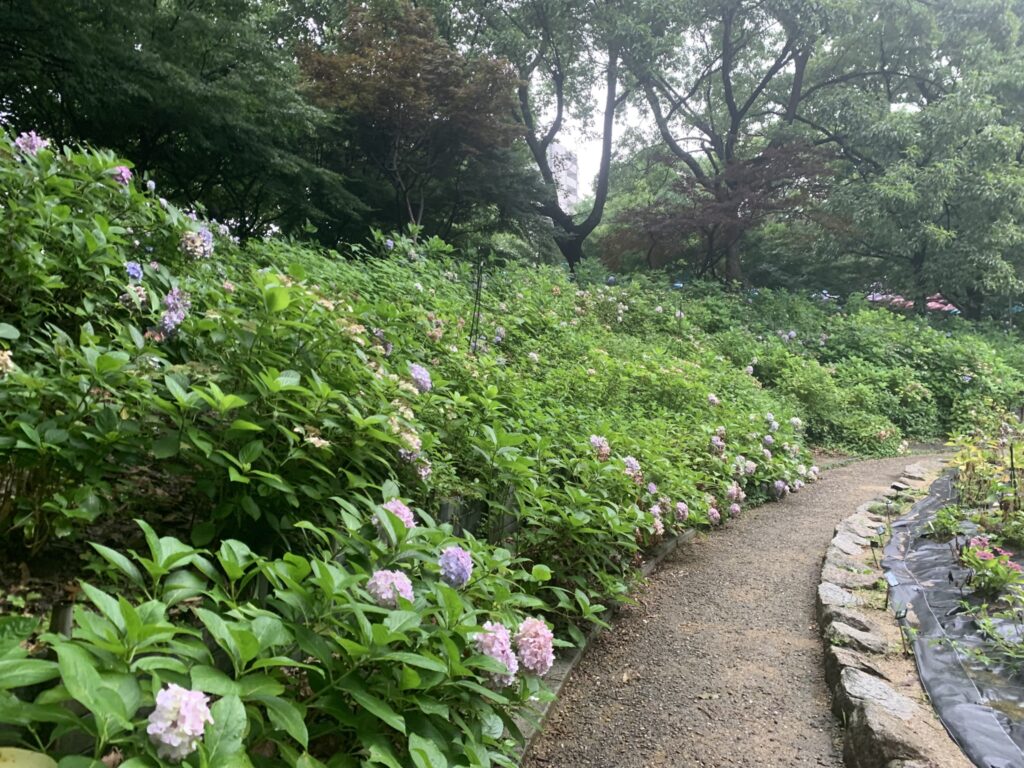 『長居植物園』に咲く紫陽花（2026年7月5日）