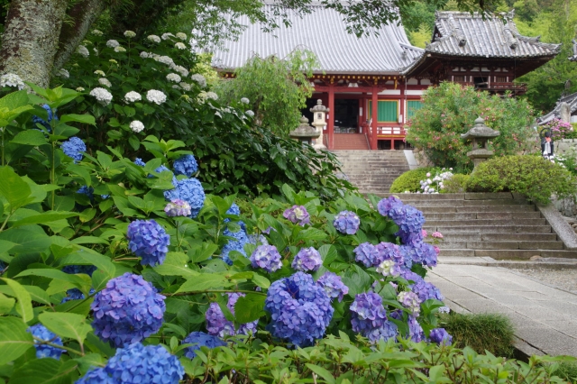 矢田寺 紫陽花 