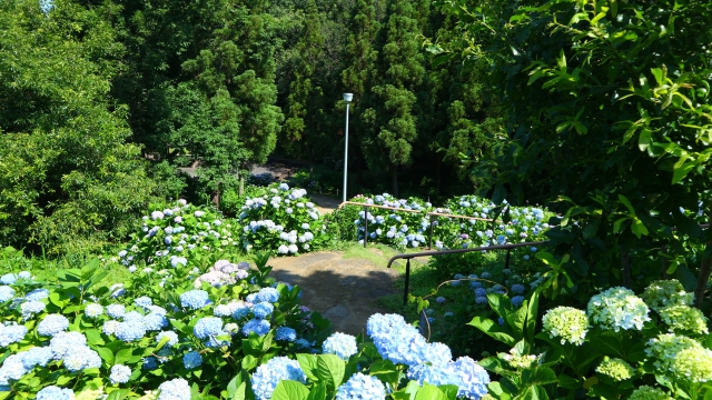 蜻蛉池公園　紫陽花