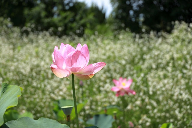 『京都府立植物園』で咲き誇る蓮（ハス）たち