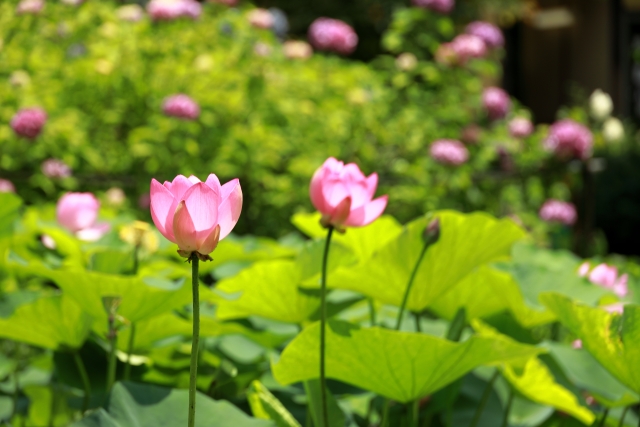 『京都府立植物園』で咲き誇る蓮（ハス）たち