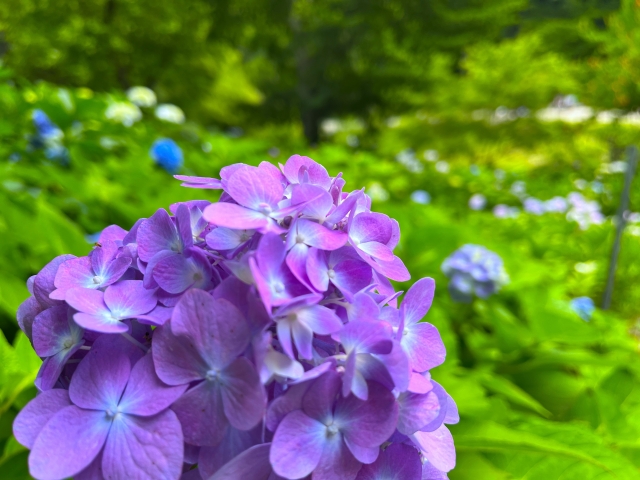 山田池公園　紫陽花
