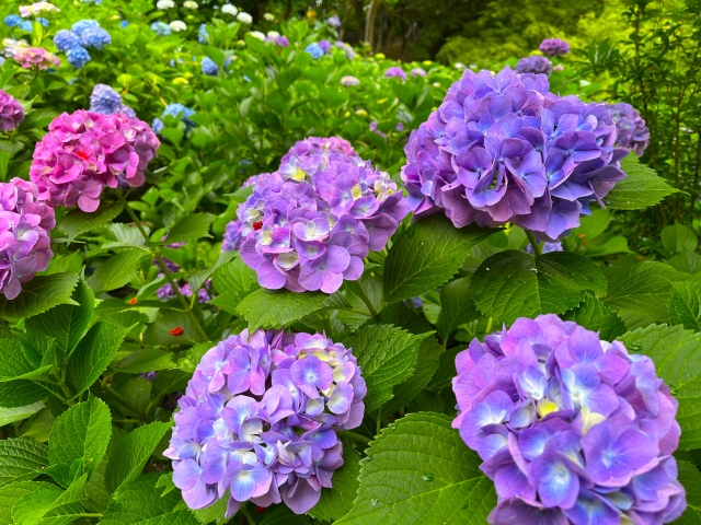 山田池公園　紫陽花