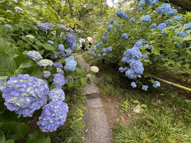 矢田寺 紫陽花 