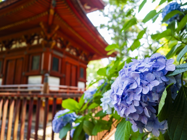 『久米寺』に咲く紫陽花と多宝塔