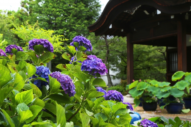 『法金剛院』で咲き誇る紫陽花