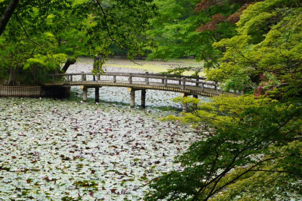 『神戸市立森林植物園』の長谷池で咲き乱れる睡蓮の花と橋