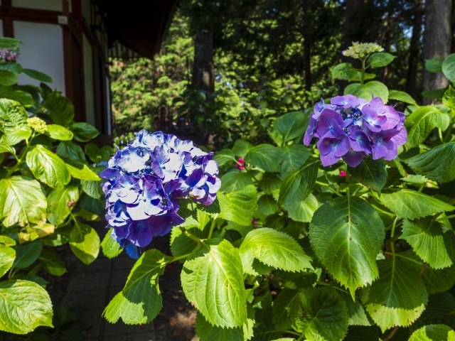 『久米寺』に咲く紫陽花