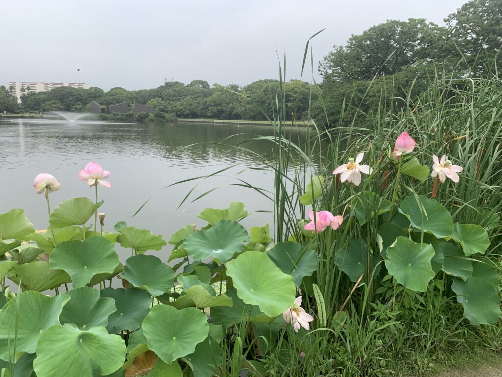 『長居植物園』に咲く蓮(2026年7月5日)