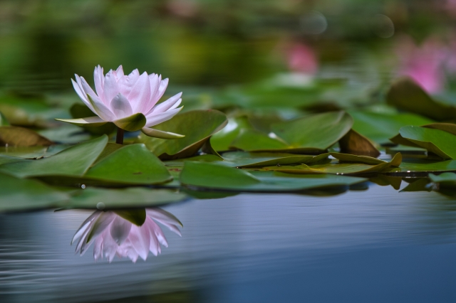 『花博記念公園 鶴見緑地』にある「咲くやこの花館」で咲き誇る睡蓮