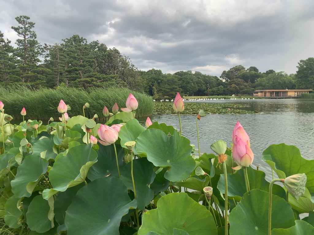 『長居植物園』の大池で咲き誇る蓮の花(2025年7月10日)