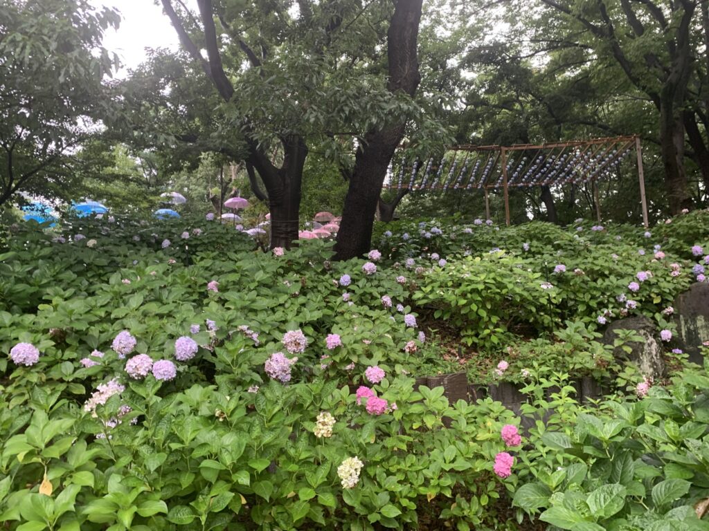 『長居植物園』に咲く紫陽花（2026年7月5日）