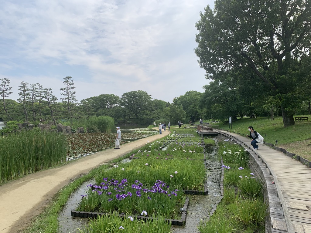 『長居植物園』で咲き誇る花菖蒲（2026年6月11日）