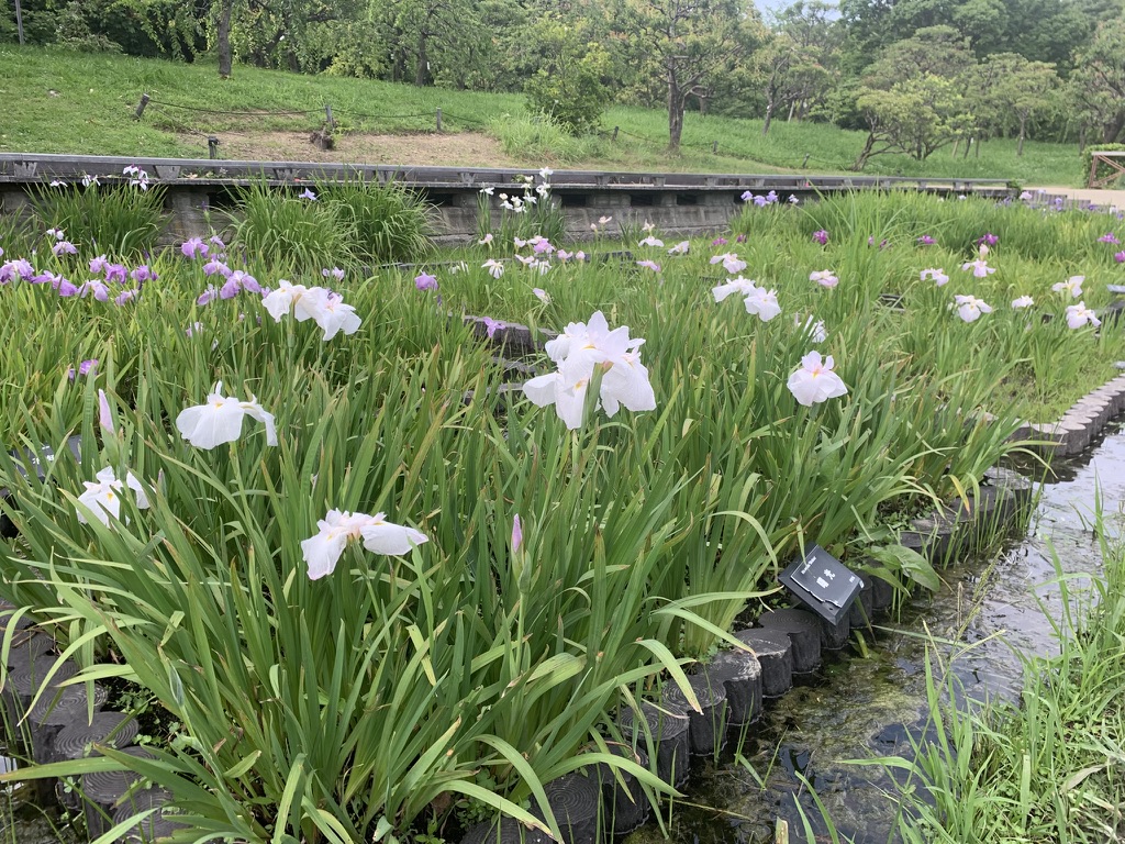 『長居植物園』で咲き誇る花菖蒲（2026年6月11日）