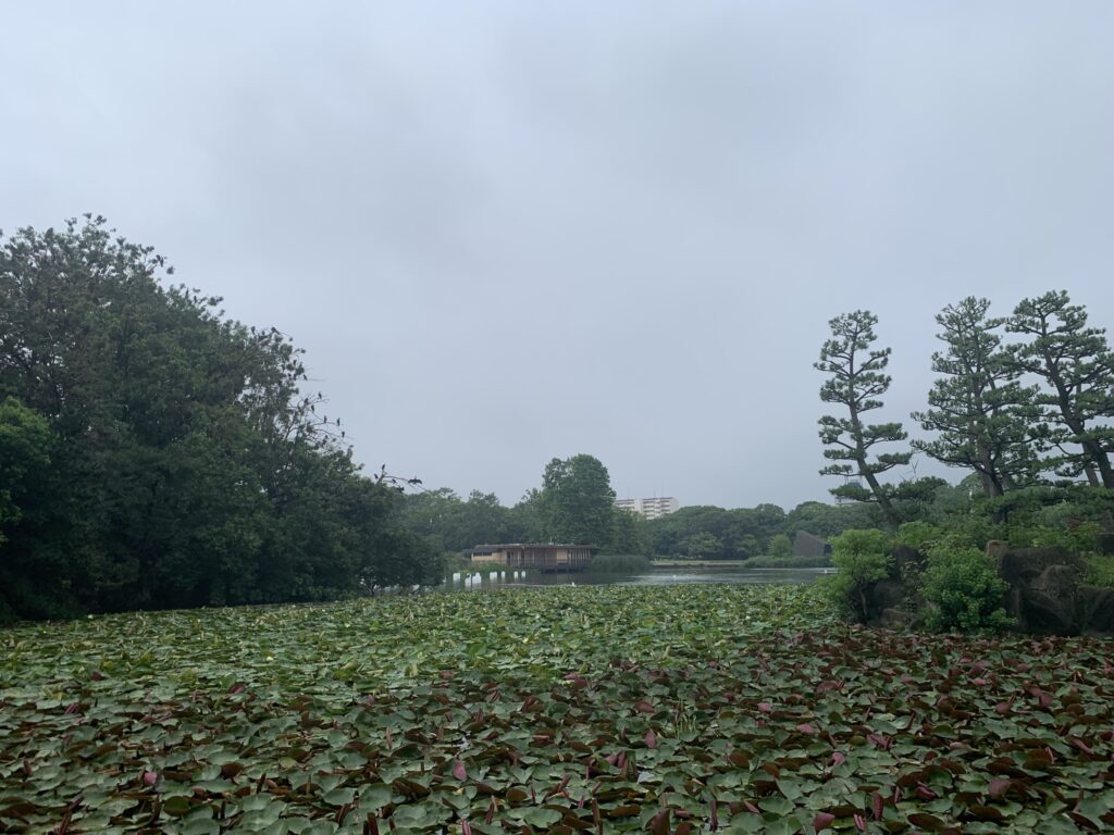 『長居植物園』に咲く睡蓮(2026年7月5日)