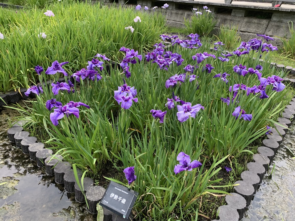『長居植物園』で咲き誇る花菖蒲（2026年6月11日）