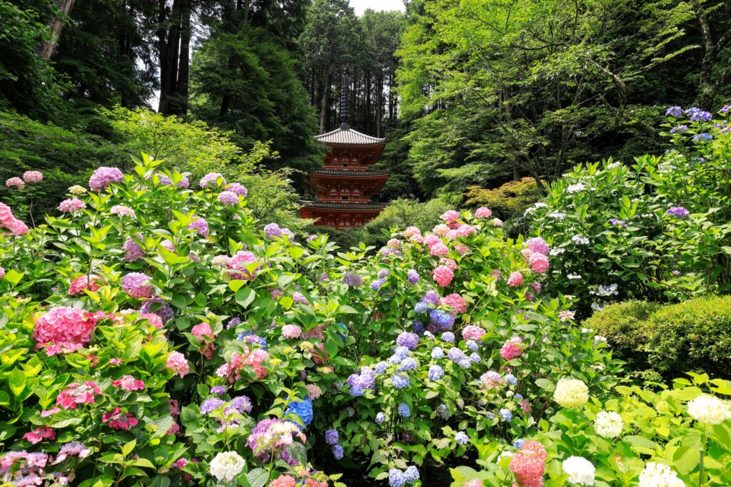 岩船寺 紫陽花 三重塔 photoAC