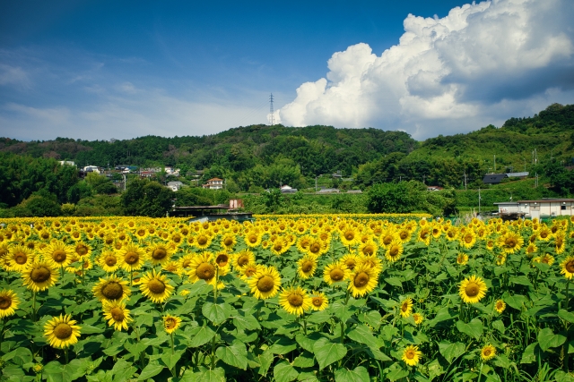 『五條市上野町のひまわり園』で咲き誇るひまわり