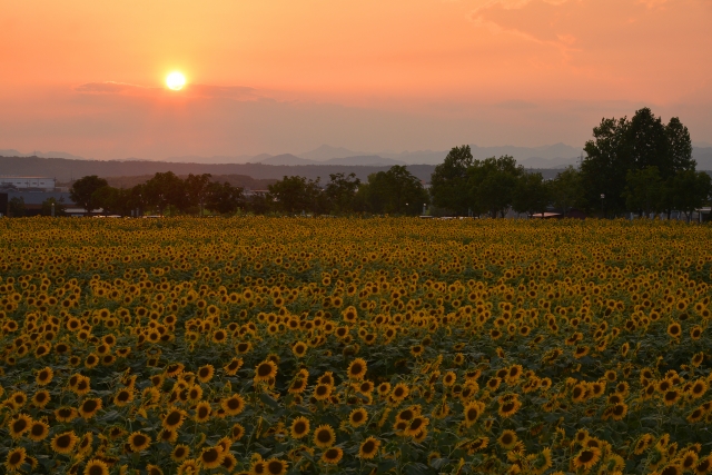 『ひまわりの丘公園』（小野市） で咲き誇るひまわりと夕日