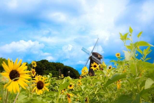 『花博記念公園 鶴見緑地』で咲き誇るひまわりと風車