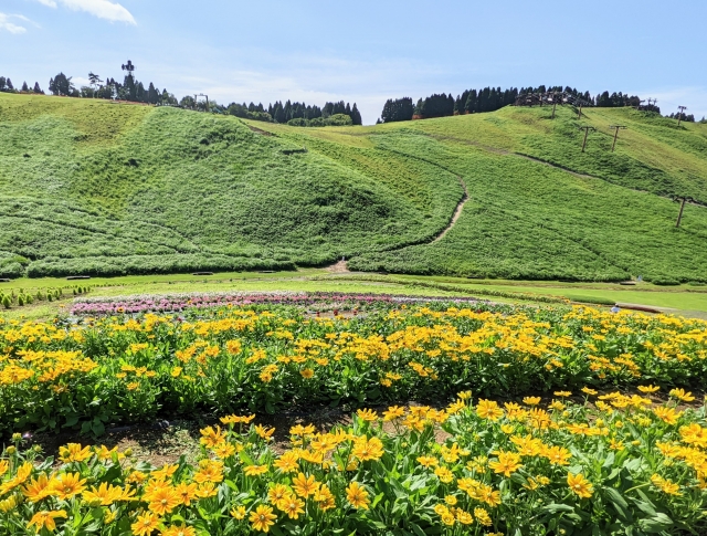 『びわこ箱館山』のひまわり畑