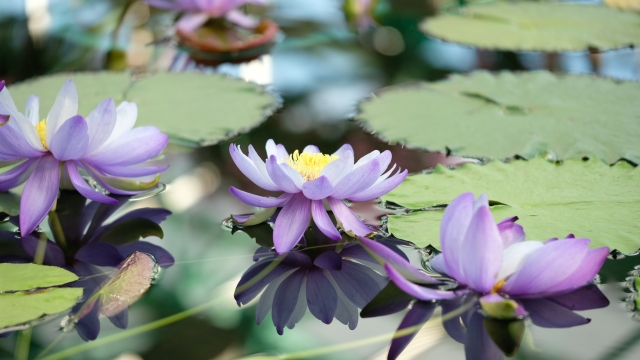 『草津市立水生植物公園みずの森』に咲き誇る睡蓮