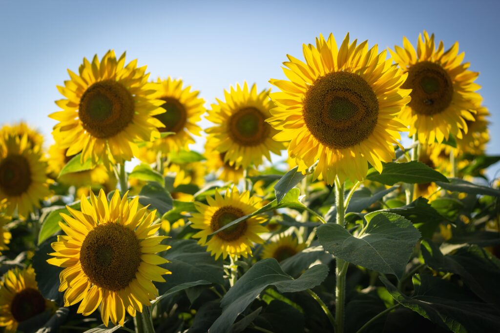 向日葵　Unsplash　ハーベストの丘