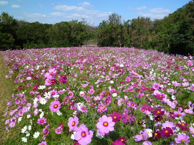 『万博記念公園』で咲き乱れるコスモス