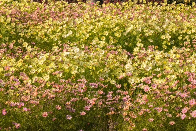 『神戸布引ハーブ園』で咲き乱れるコスモス