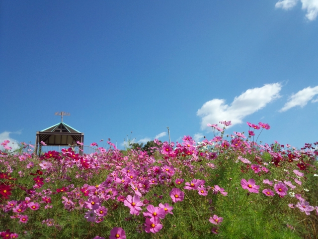 『神戸総合運動公園』に咲き誇るコスモスと東屋