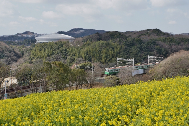 『神戸総合運動公園』に咲き誇る菜の花と電車