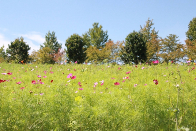 『堺・緑のミュージアム　ハーベストの丘』に咲き乱れるコスモス