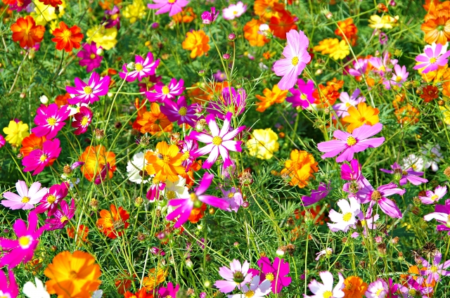 亀岡『夢コスモス園』に咲き乱れる色とりどりのコスモス