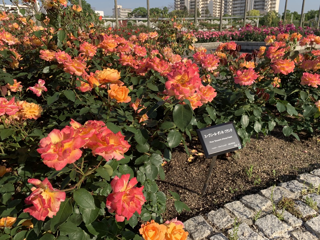 『長居植物園』で咲き誇る「アンネのバラ」（Souvenir d'Anne Frank スヴニール・ドゥ・アンネ・フランク、あるいは別名アンネの思い出（-おもいで））