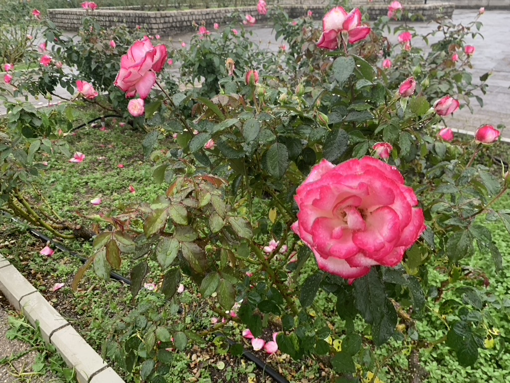 『長居植物園』のバラ園で咲き乱れるバラ（2023年11月6日）