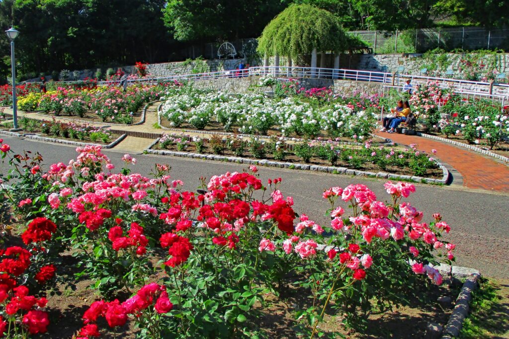 『花博記念公園 鶴見緑地』のバラ園で咲き誇る薔薇たち