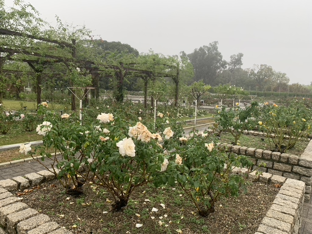 『長居植物園』のバラ園で咲き乱れるバラ（2023年11月6日）